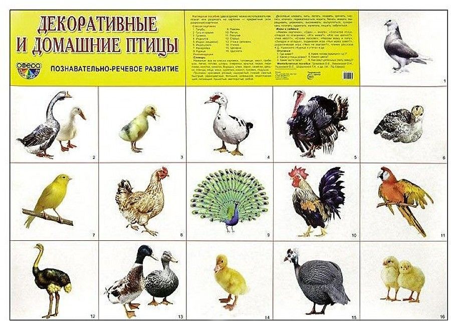 Обложка товара «Дем. плакат А2. Домашние и декоративные птицы»
