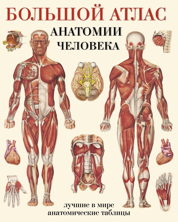 Обложка товара «Большой атлас анатомии человека»