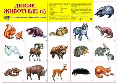 Обложка товара «Дем. плакат А2. Дикие животные -1»
