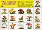 Обложка товара «Дем. плакат А2. Грибы съедобные и несъедобные»